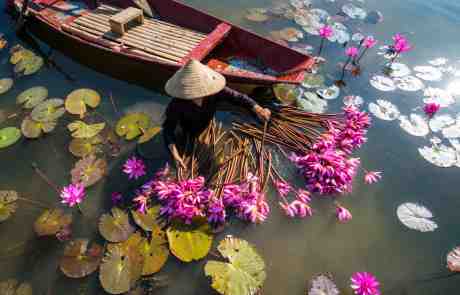 Vietnamese woman harvesting water lillies